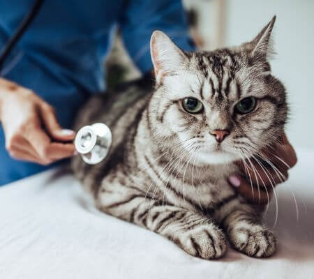 a cat with vet