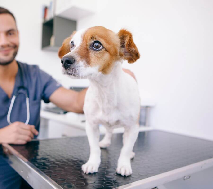 veterinarian petting dog