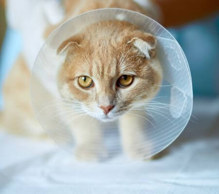 cat in surgery cap