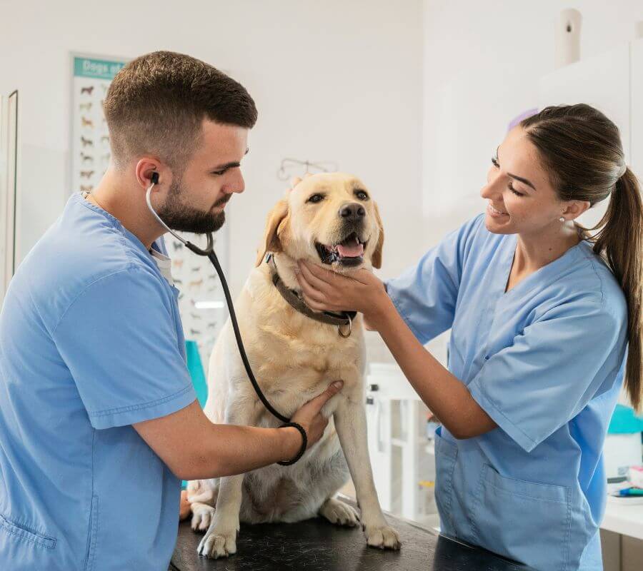 two veterinarians checking dog