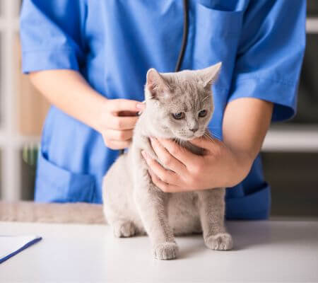 vet with a cat