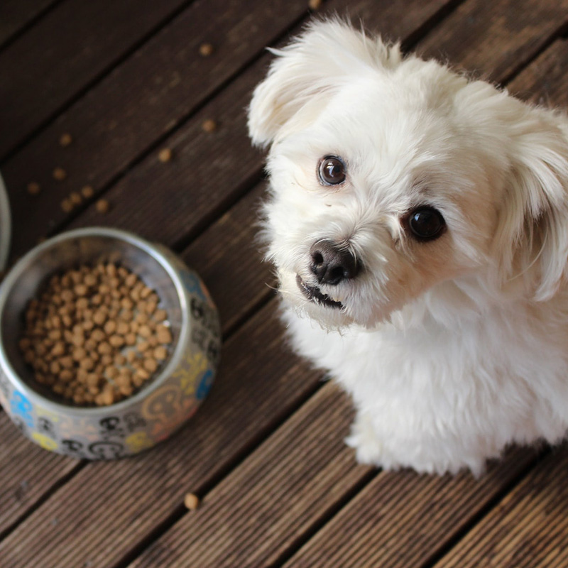 a-dog-sitting-next-to-a-bowl-of-food