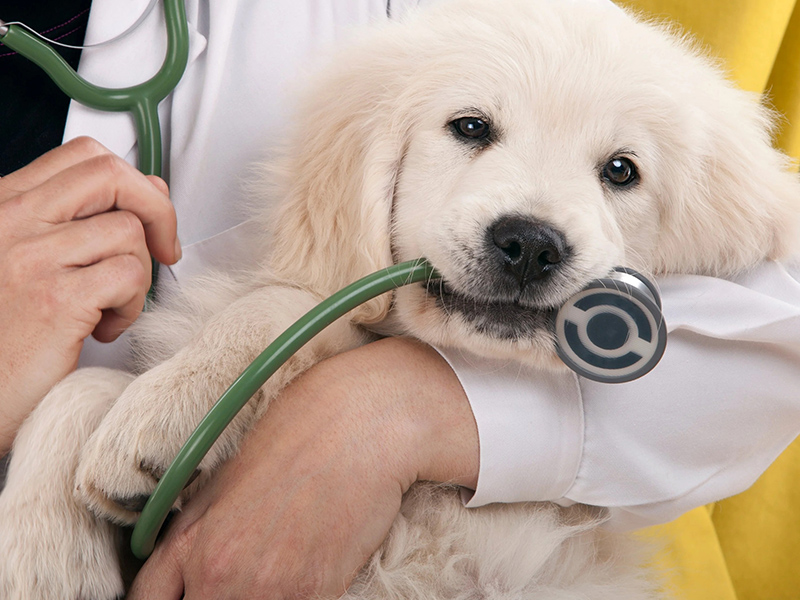 a dog with a stethoscope in its mouth