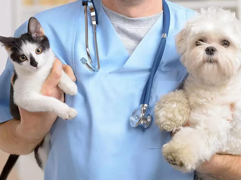 a person holding a dog and a cat