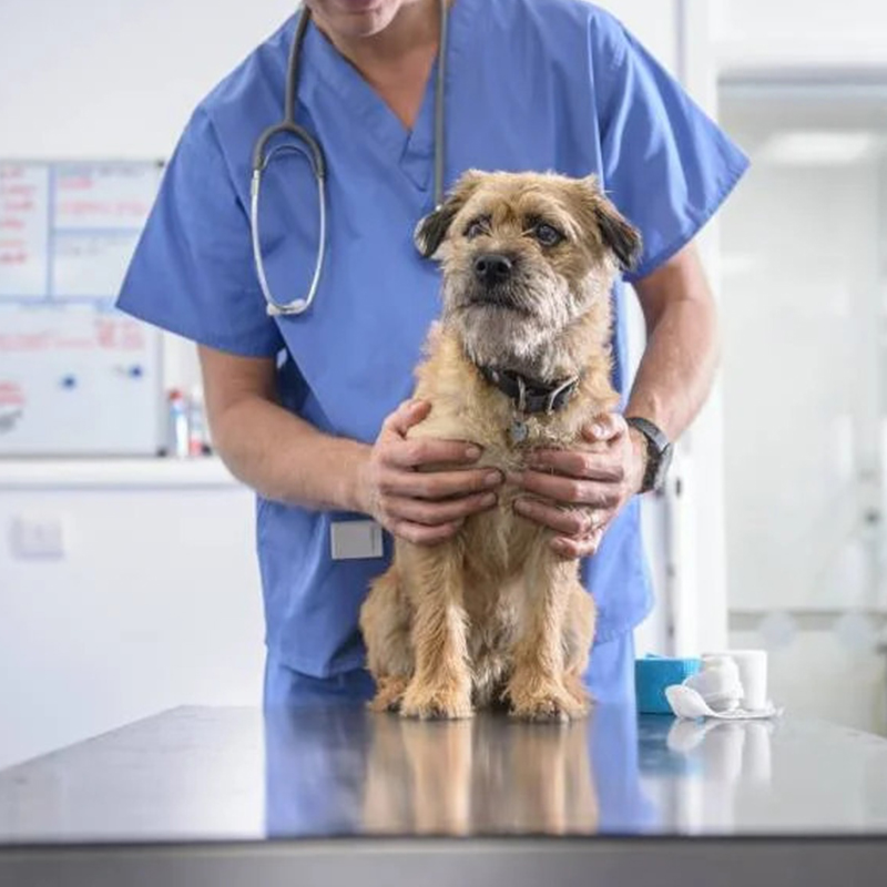 a-person-in-a-blue-scrubs-holding-a-dog