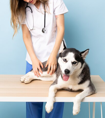 doctor-vet-clinic-with-siberian-husky