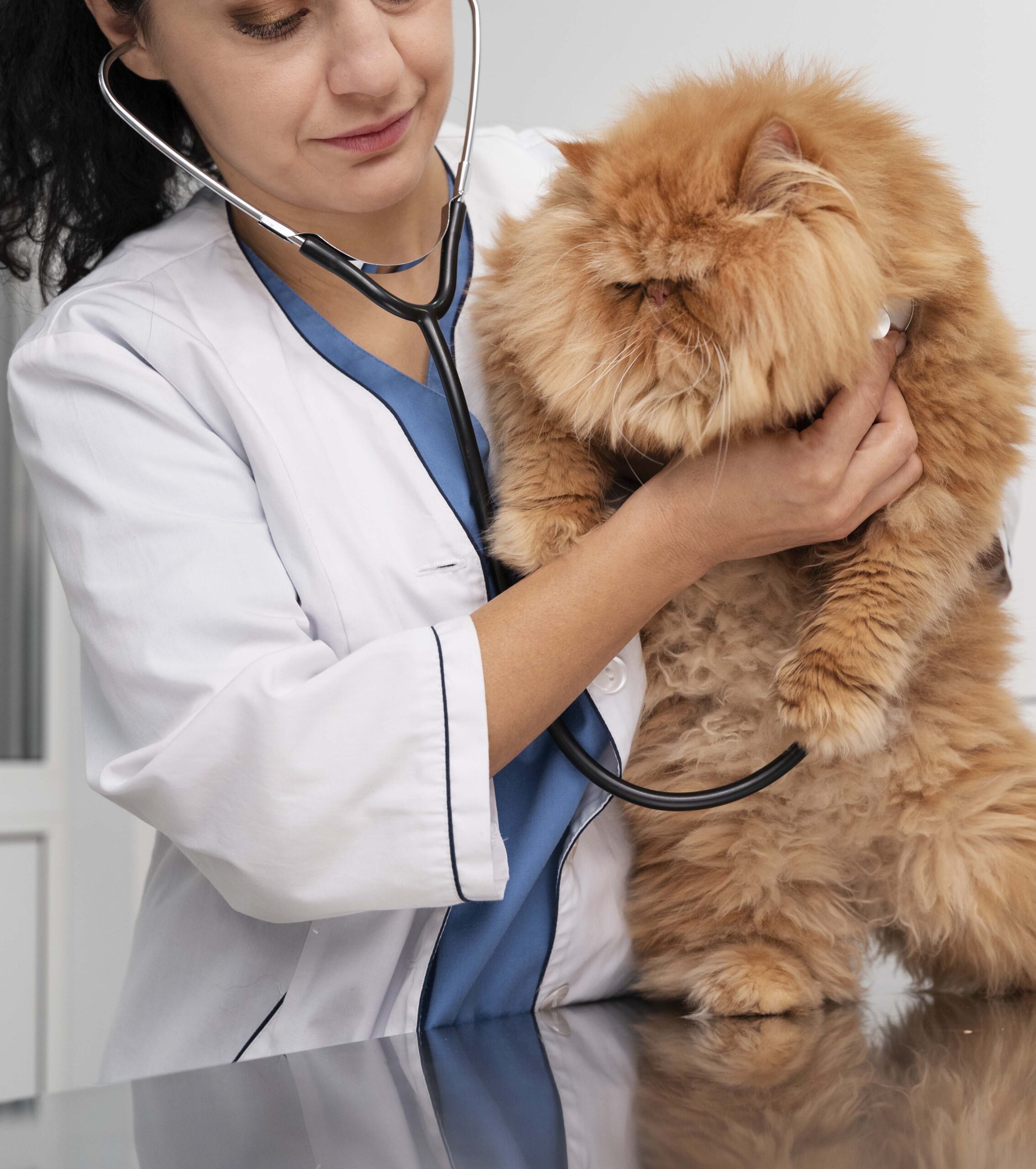 vet-taking-care-pet