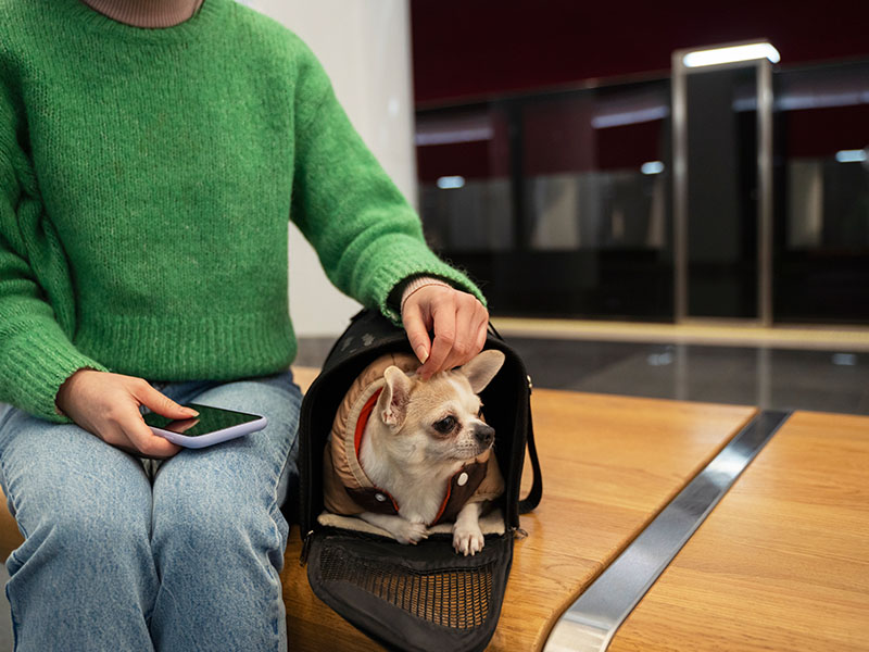 women-carrying-her-pet