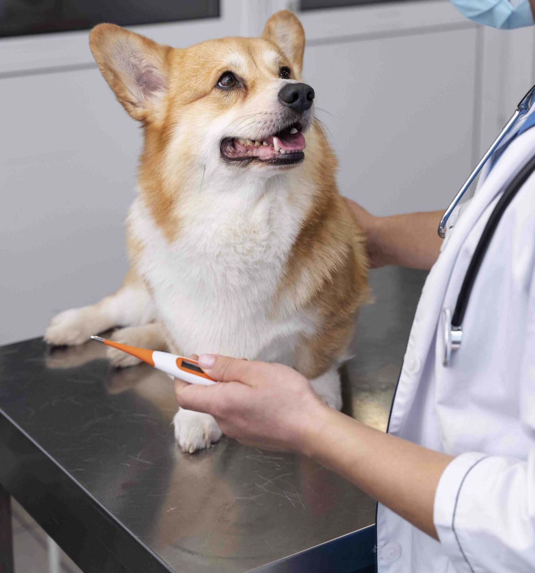 a-dog-being-checked-by-a-vet